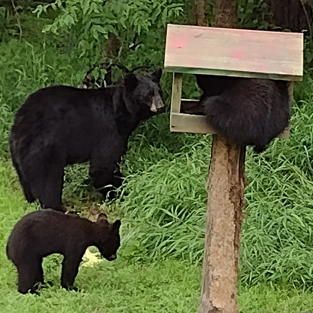 UPDATE LOVE 💝 BEAR-NECCESSITY Bears R Not 4 Sale! Peace Rest Here For All!